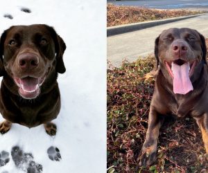 What My Dog’s Bathroom Habits Taught Me About Diversity, Equity, and Inclusion